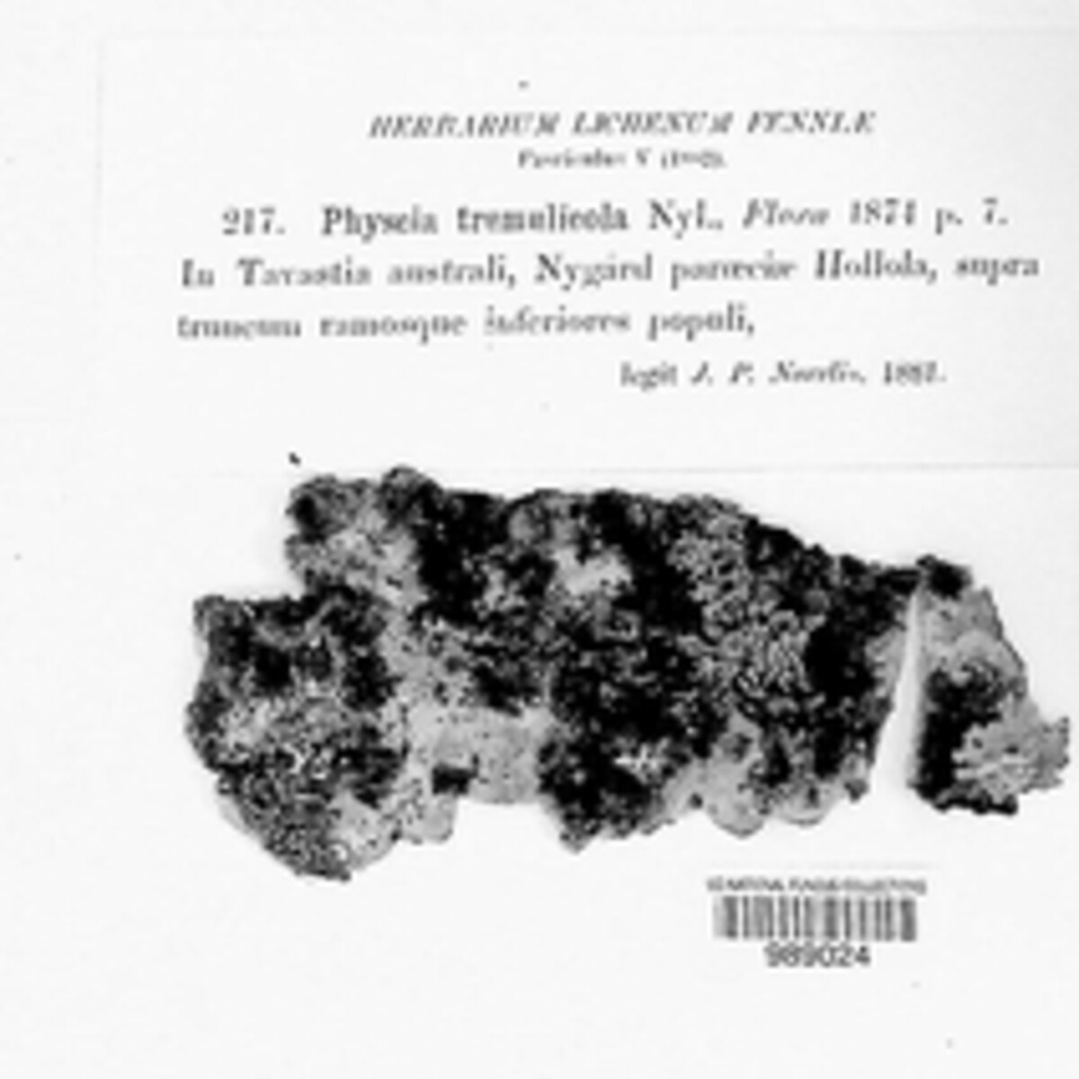 Physciella nigricans image